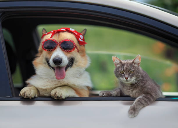Reference image containing a cat, a dog, and a car.